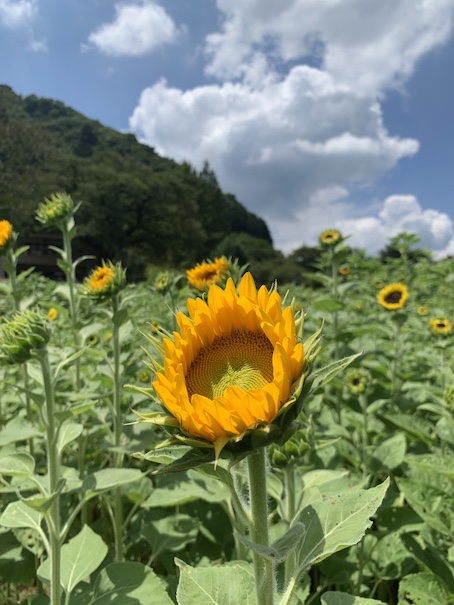 夏空