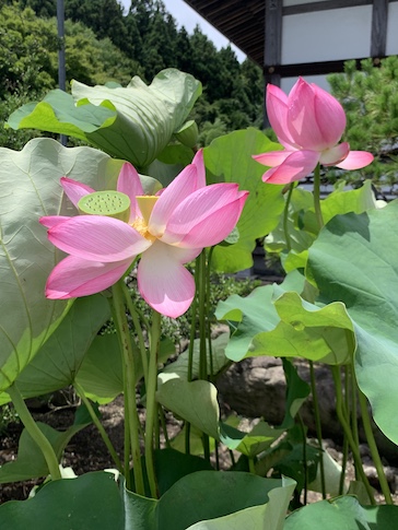 蓮の花