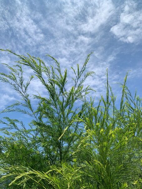夏にご用心