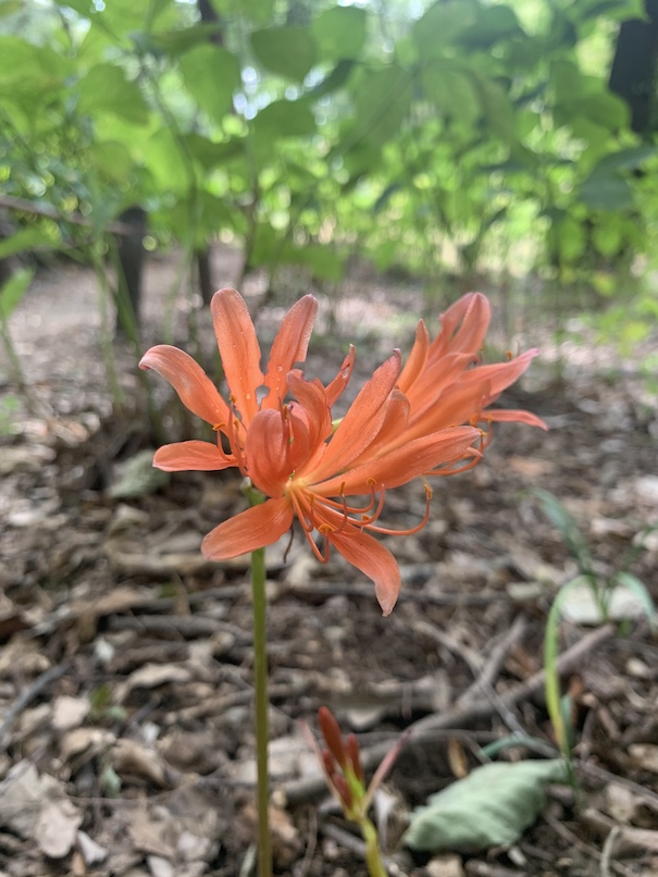 長い夏