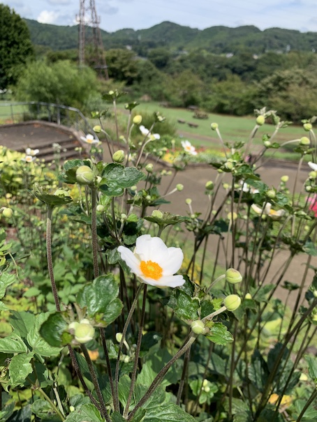 セプテンバー