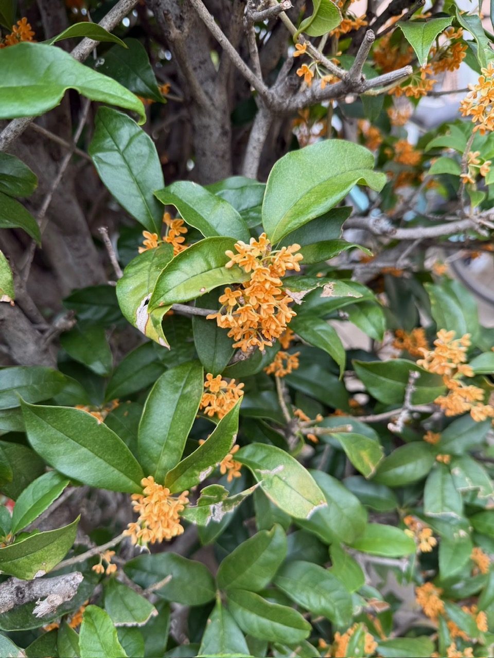 あわてない、あわてない、ひとやすみ、ひとやすみ