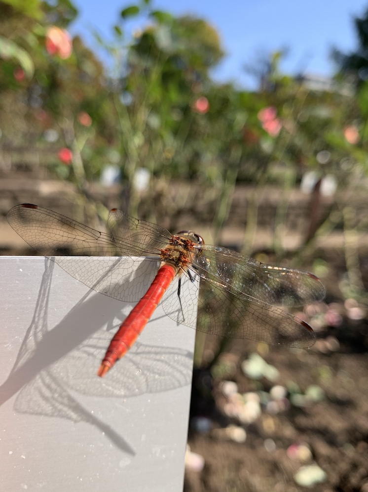 バラと赤とんぼ