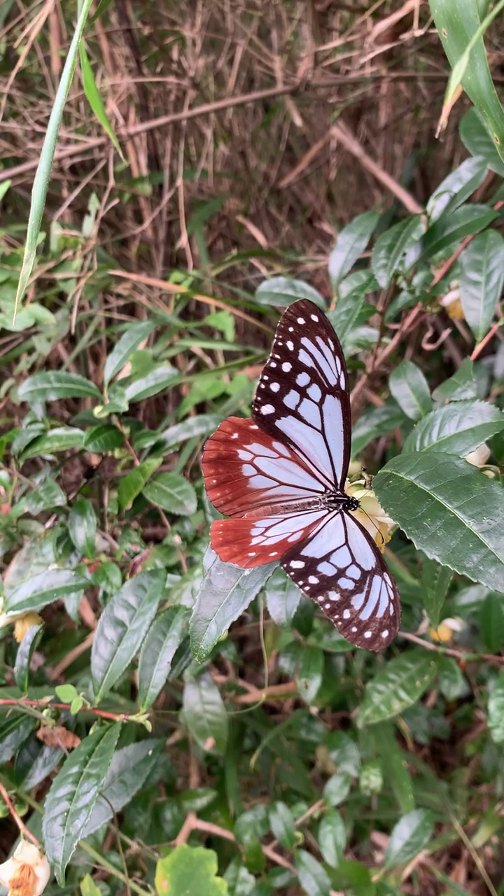 静かにきた霜降