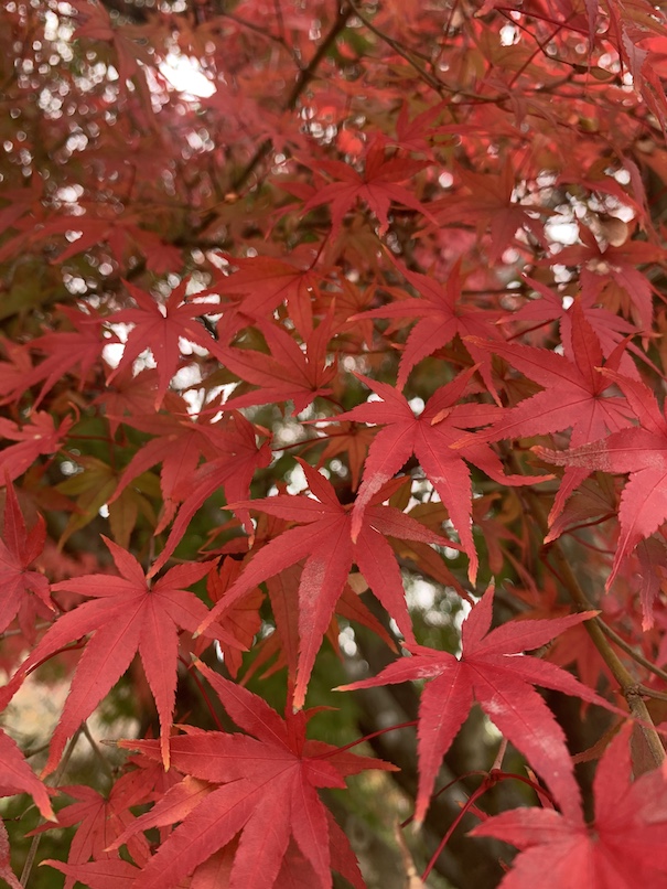 朝晩寒くなりました