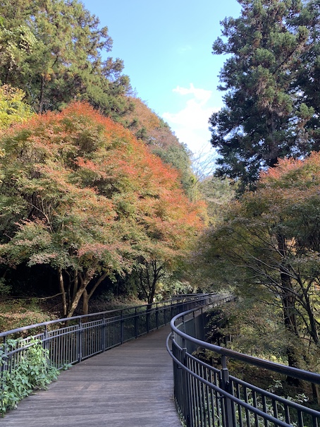 パークセンターの紅葉