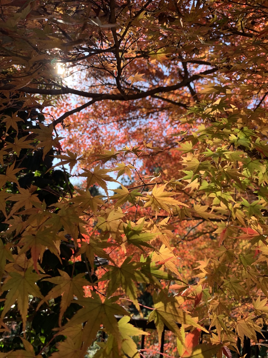 雲居寺の紅葉