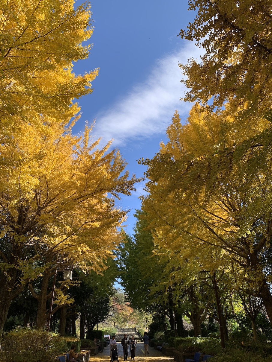 相模原北公園の紅葉