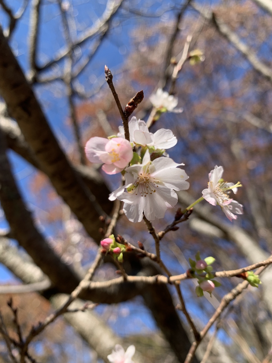 相模原公園の紅葉とフユザクラ