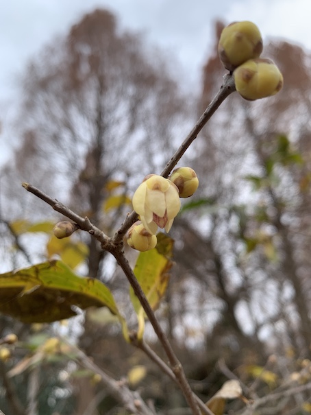 冬花のターン②