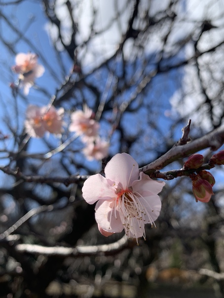 冬花のターン③