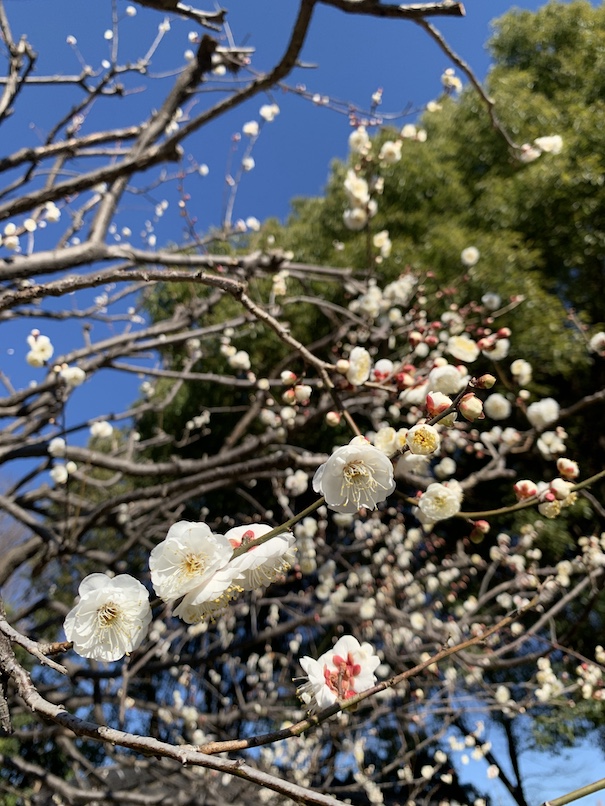 冬花のターン④