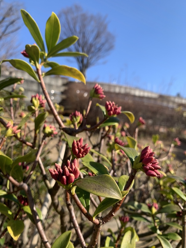 強い風はいつも