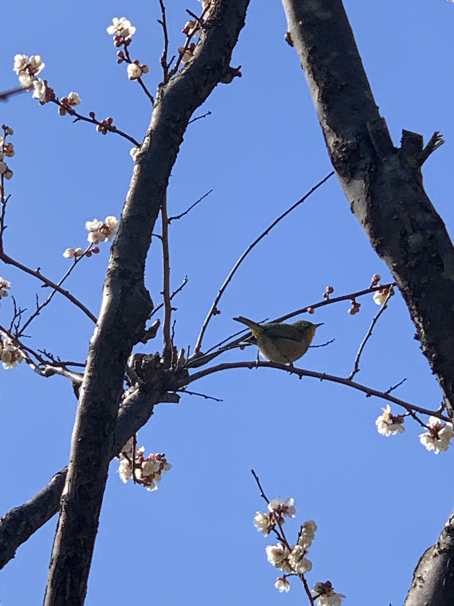 冬花のターン⑤