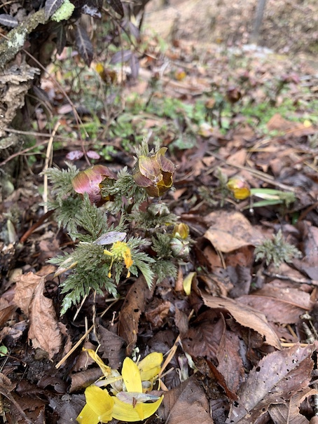 鳥屋・宮之前の福寿草