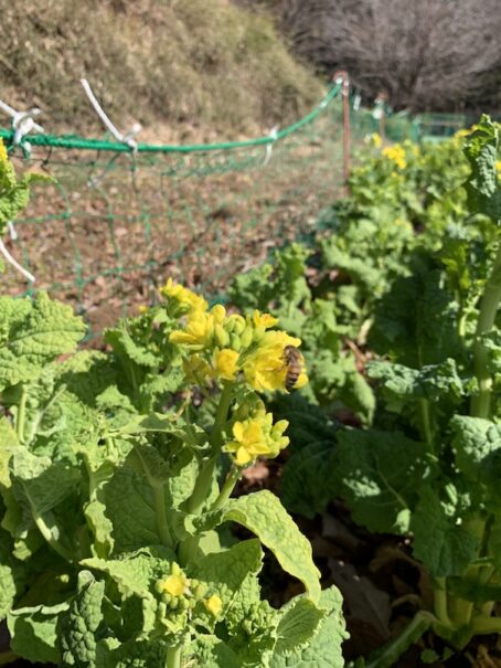 菜の花にミツバチ