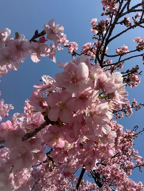 河津桜　東村山