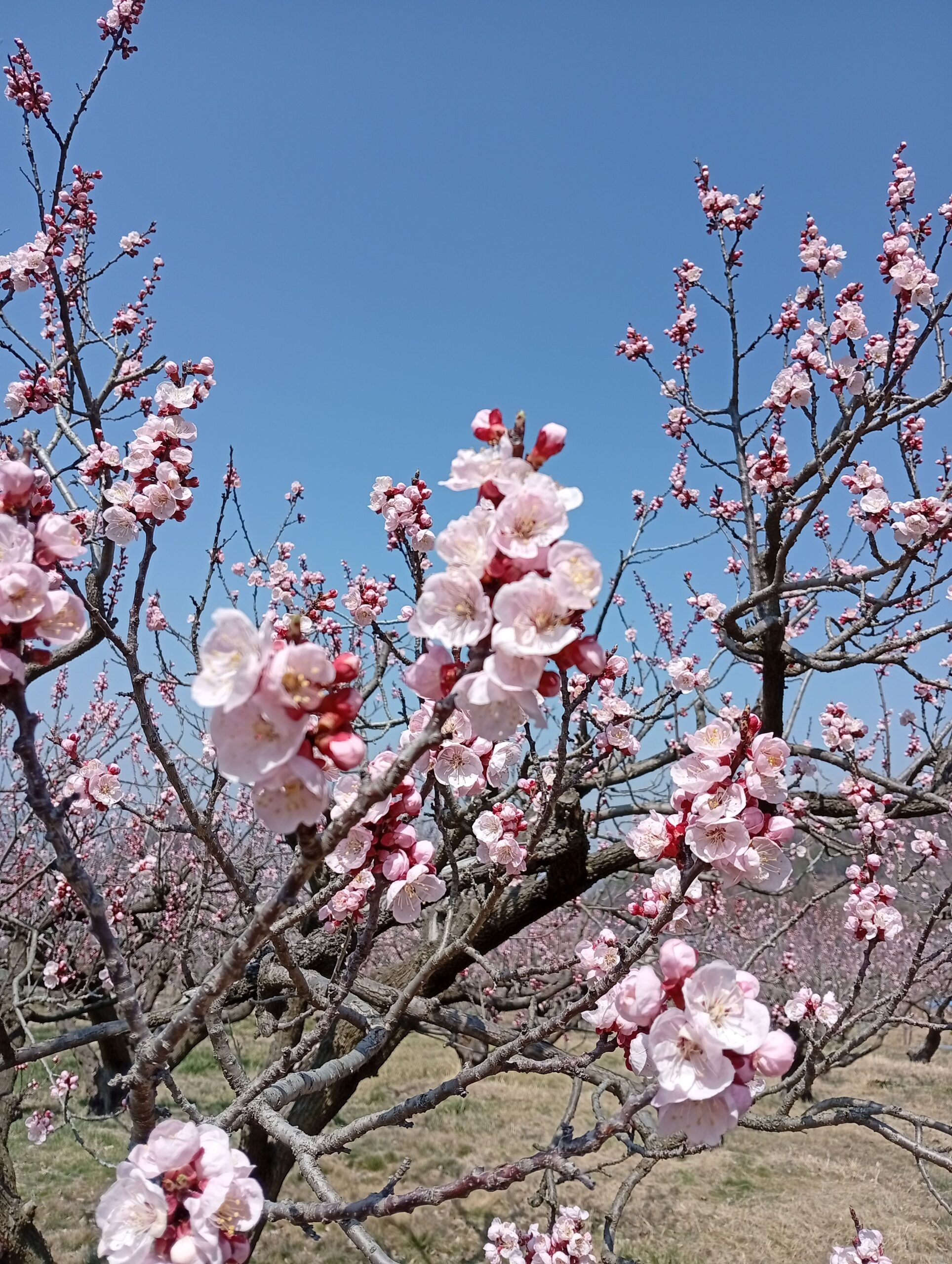 あんずが咲きました