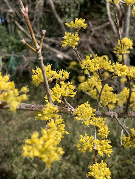 気がつけば三月