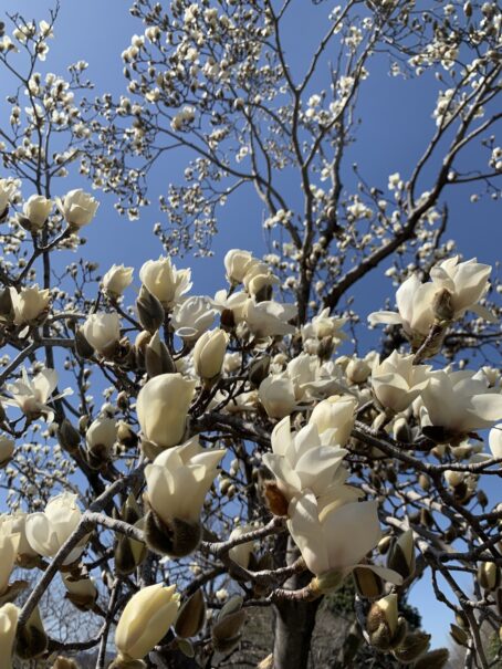 春花のターン②