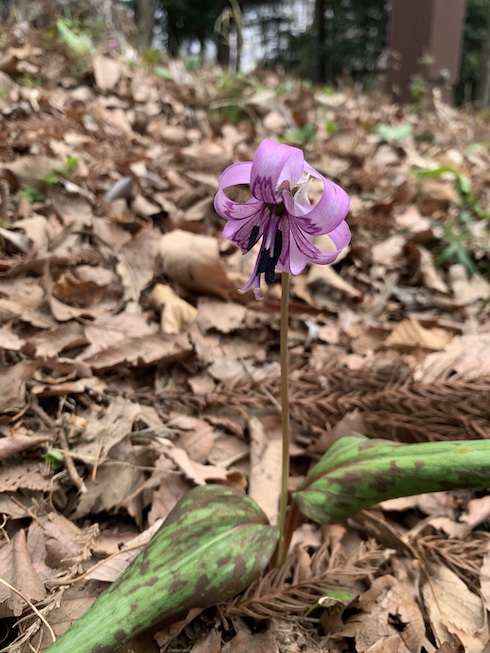 スプリング・エフェメラル