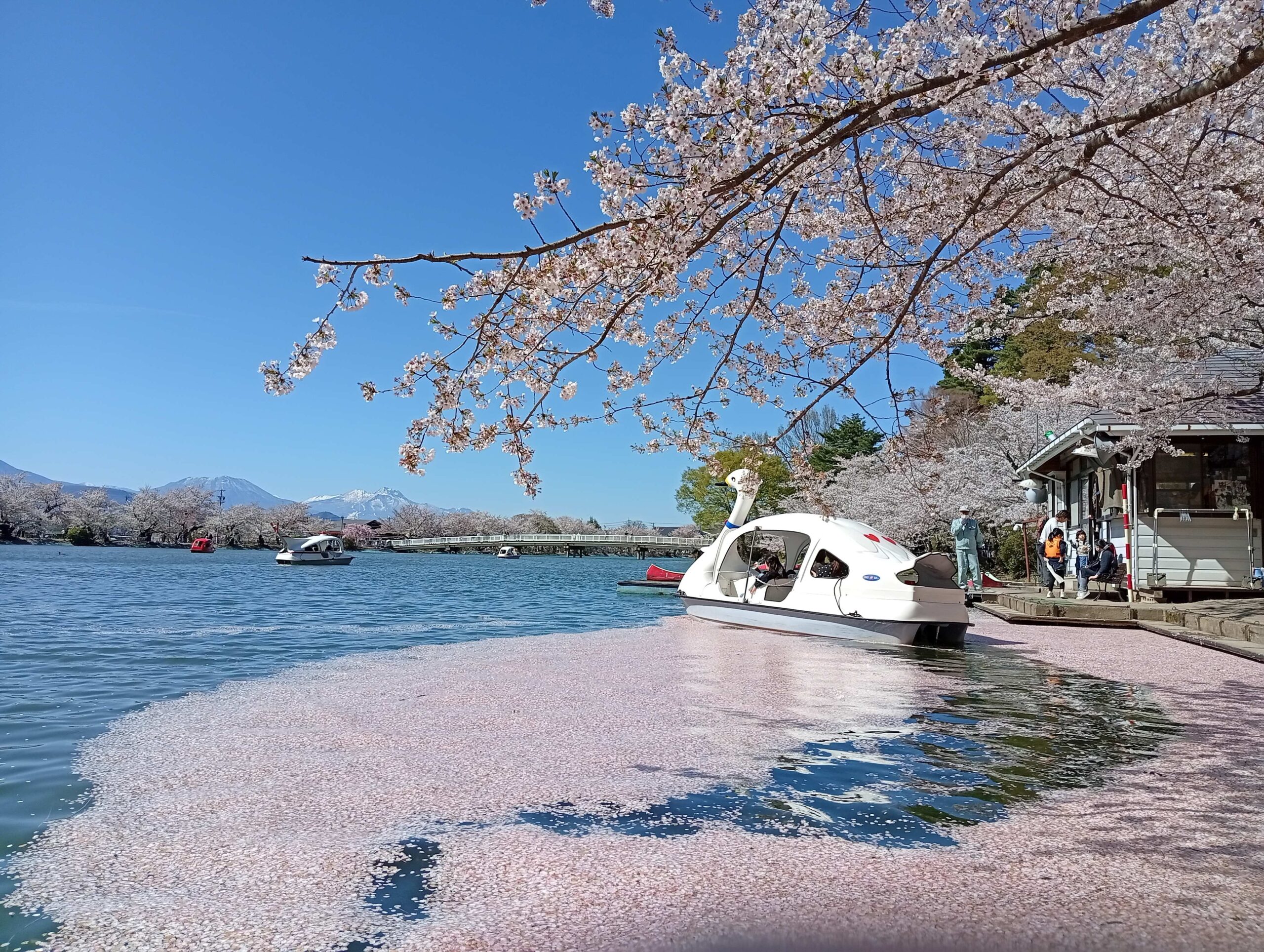 花吹雪
