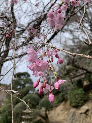 弥生の桜