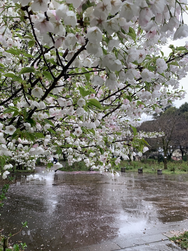 桜雨