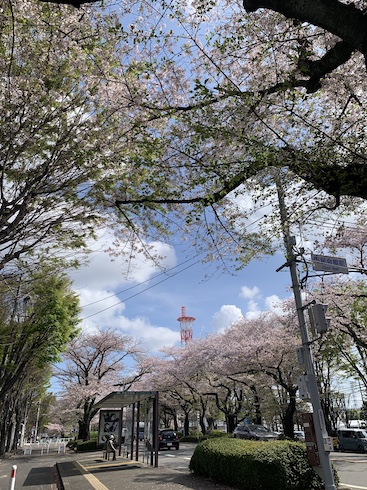 市役所通りの桜2026