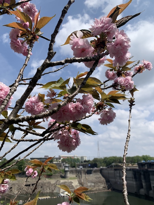 花の園地の八重桜