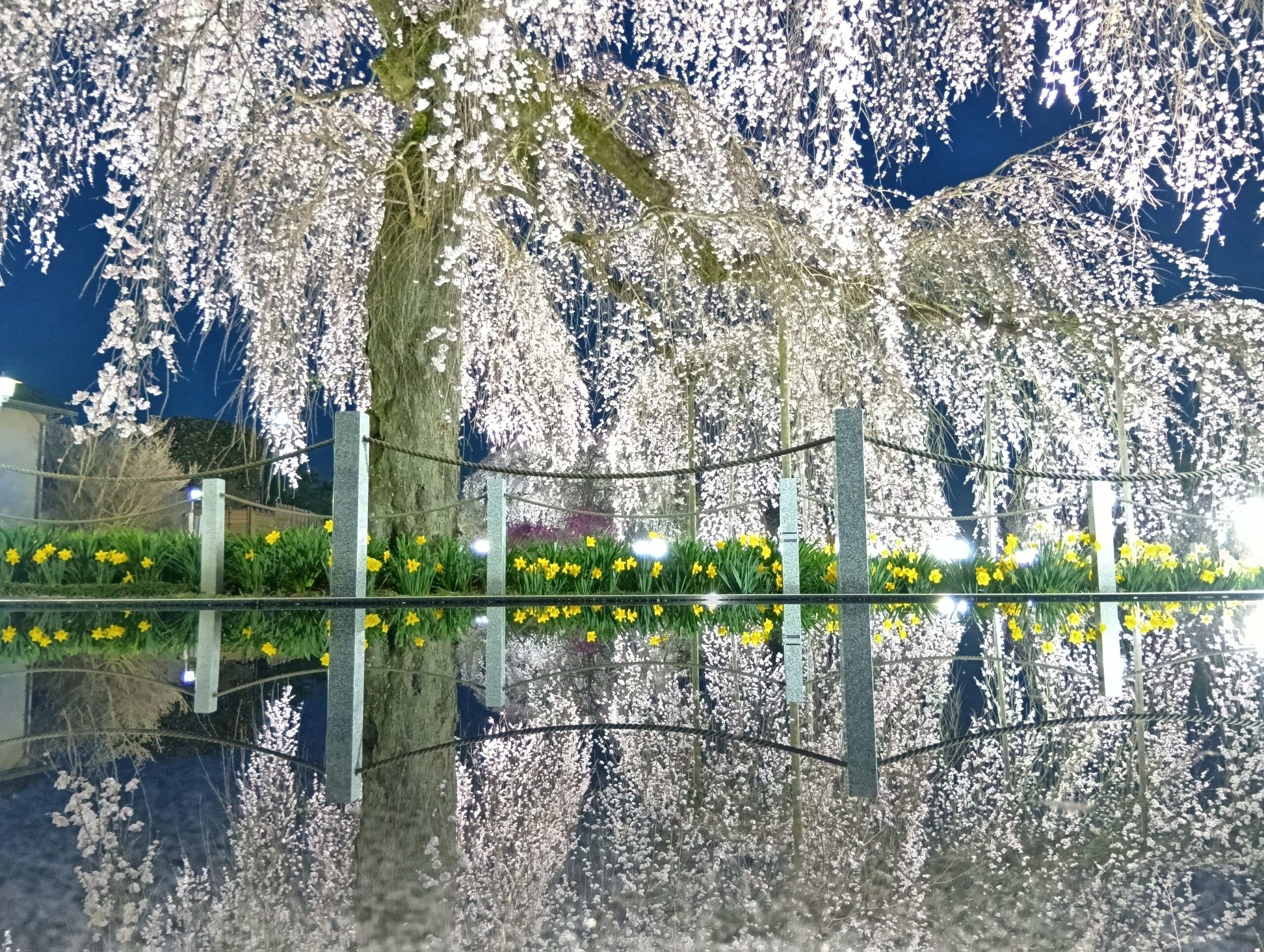 安国寺の枝垂桜