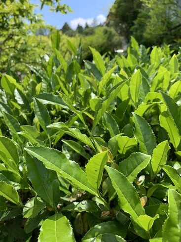 茶摘みのころ