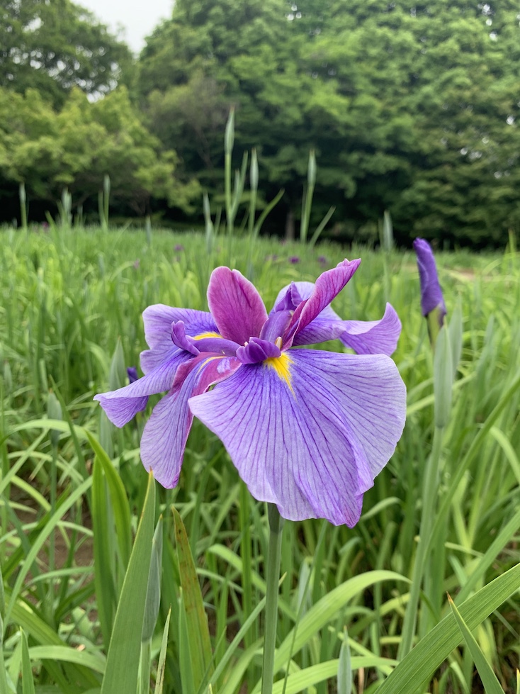 相模原公園・水無月園近況
