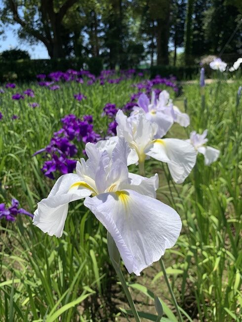 今年は江戸系推し