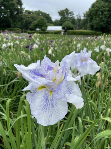 菖蒲の終焉