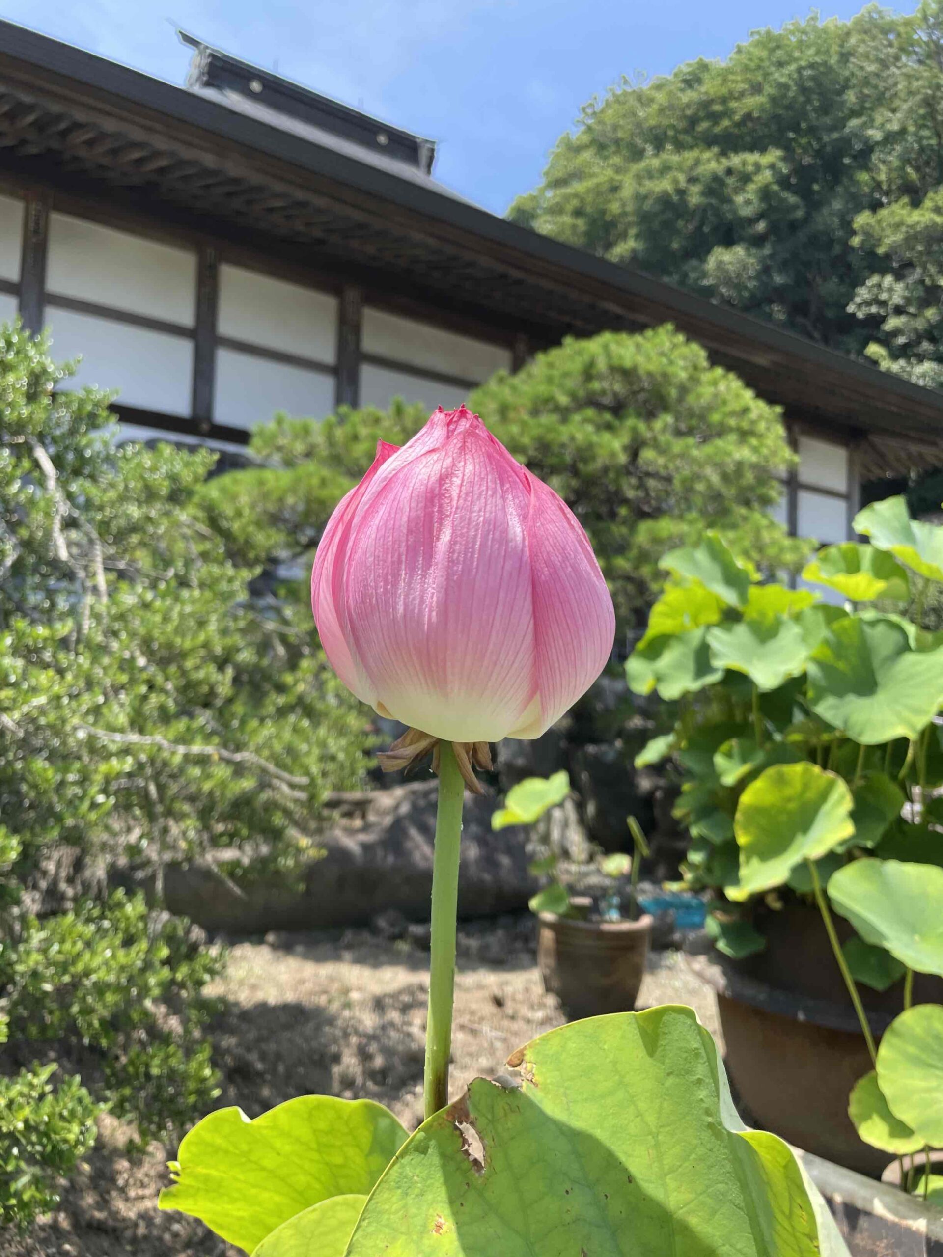 雲居寺の蓮