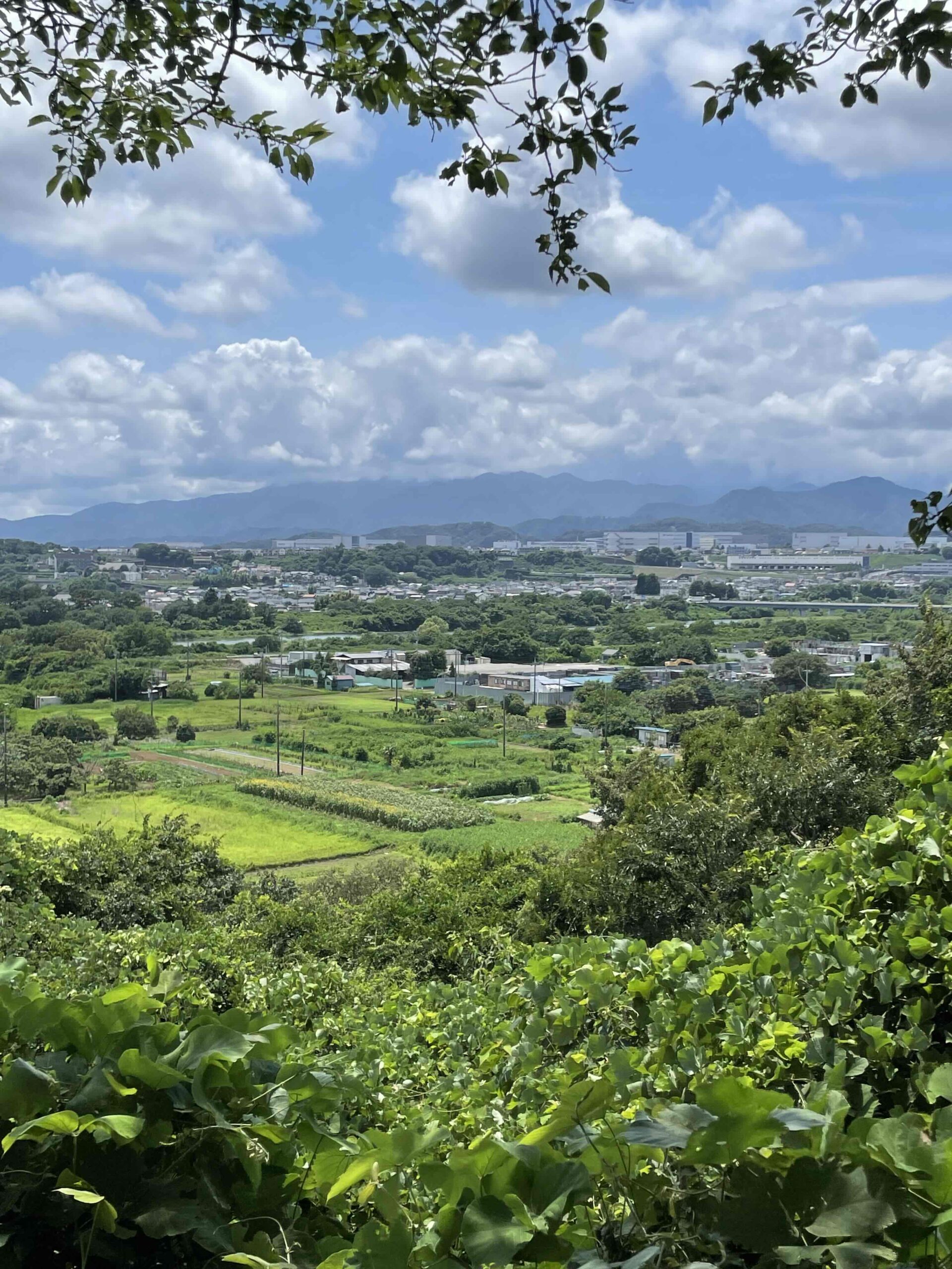 夏の到来
