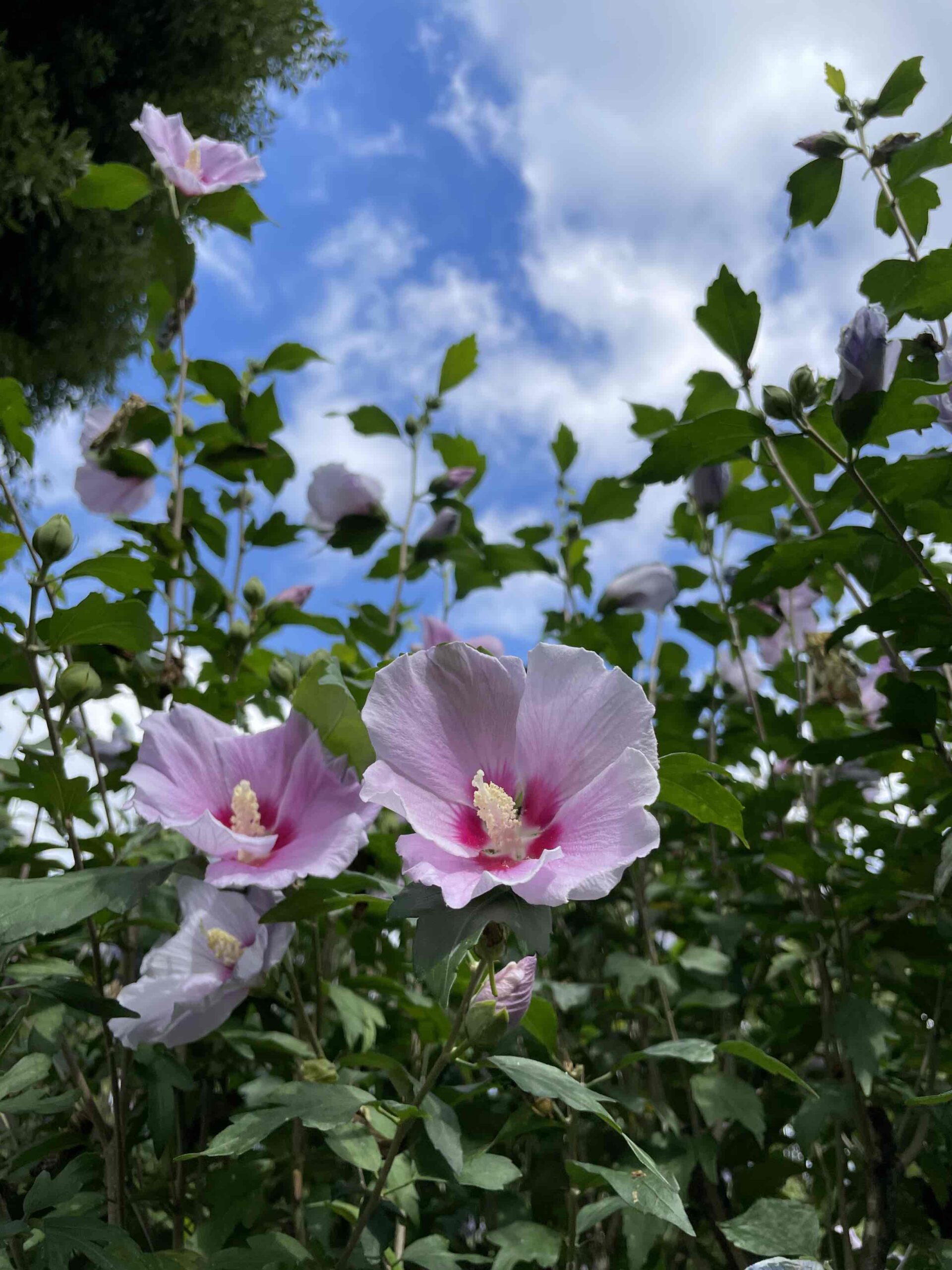 夏八景