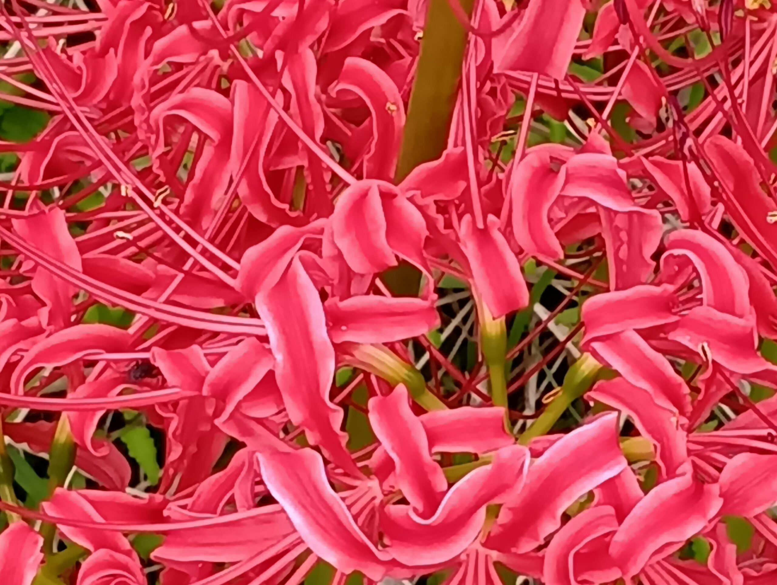 彼岸花